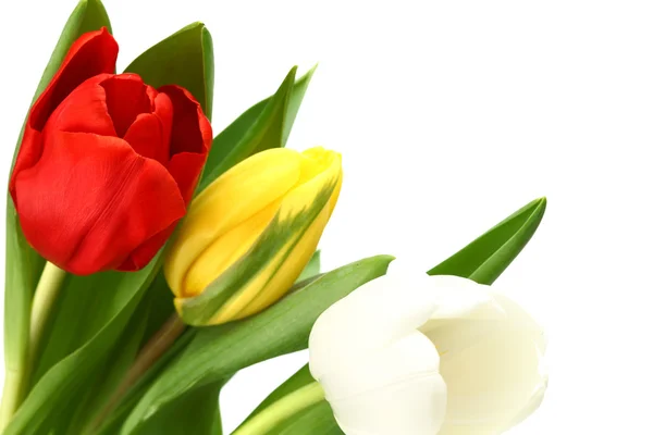 stock image Colorful tulips