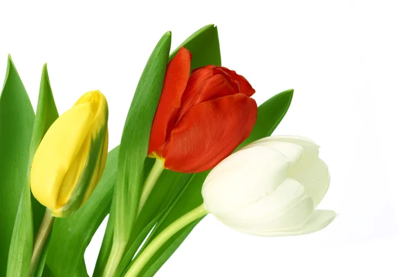 Tulipani colorati — Foto Stock