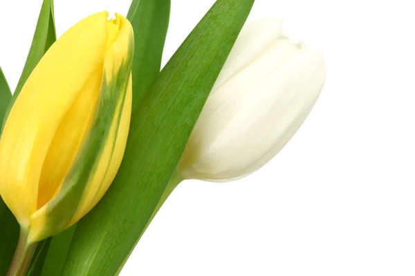 Bunte Tulpen — Stockfoto