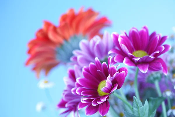 Цветные летние цветы — стоковое фото