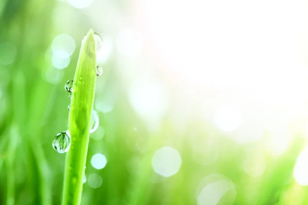 Stock image Shine water drop