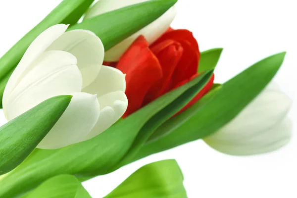 Colorful tulips Stock Picture