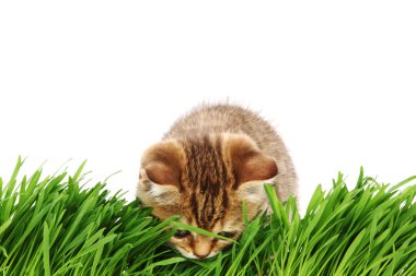 Cat behind grass clipart