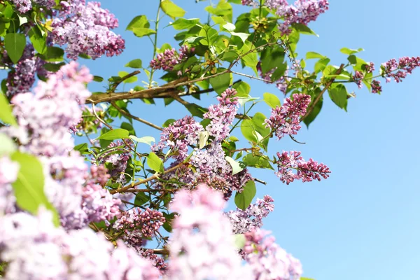 stock image Pink lilac