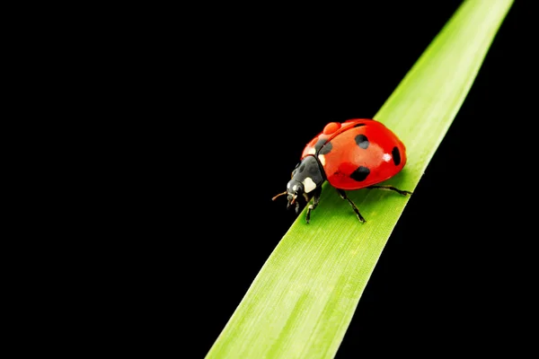 Coccinelle isolée sur noir — Photo