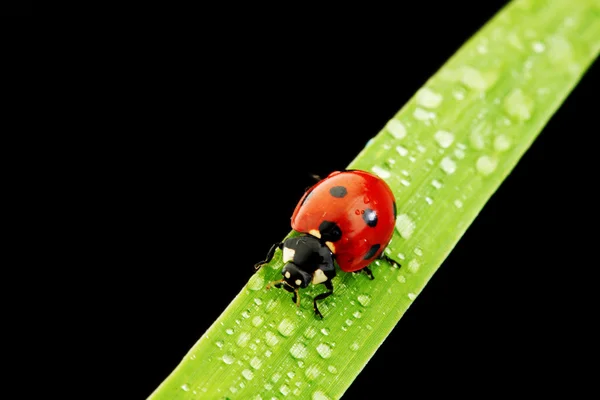 stock image Ladybug isolated on black