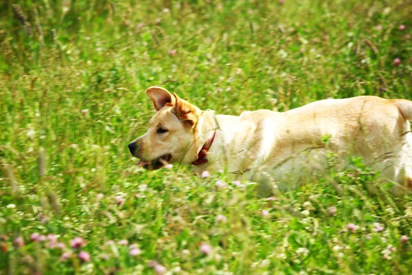 Jeu de chien dans l'herbe — Photo