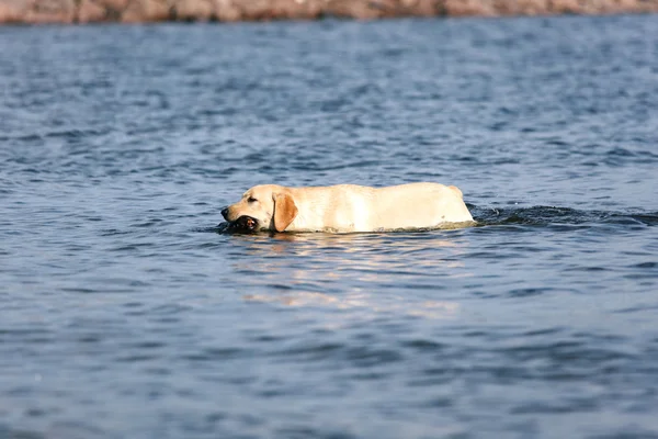 물에 개 놀이 — 스톡 사진