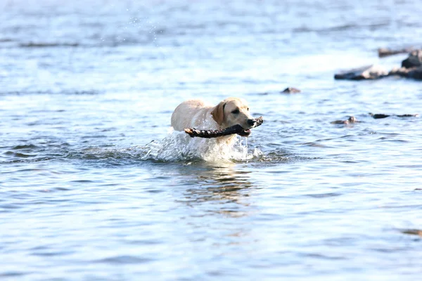 Hundespiel im Wasser — Stockfoto