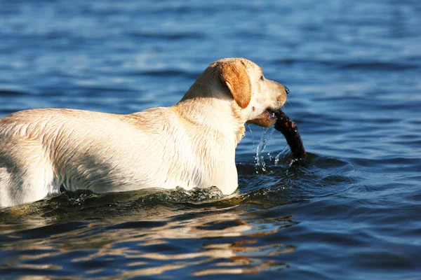 Hond spelen in water — Stockfoto