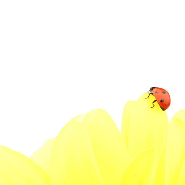 黄花上的瓢虫 — 图库照片
