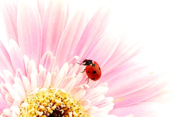 Marienkäfer auf rosa Blume — Stockfoto
