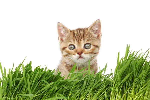 Kat achter gras — Stockfoto