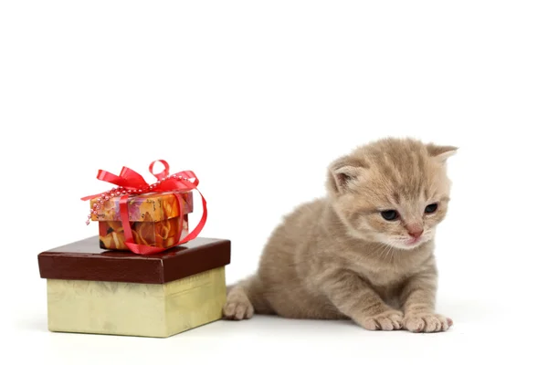 Elszigetelt macska és ajándék — Stock Fotó