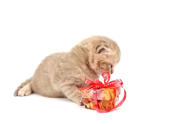 stock image Isolated cat and gift