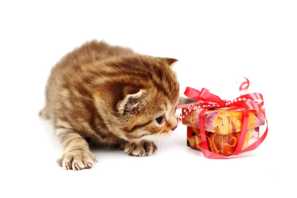 고립 된 고양이 선물 — 스톡 사진