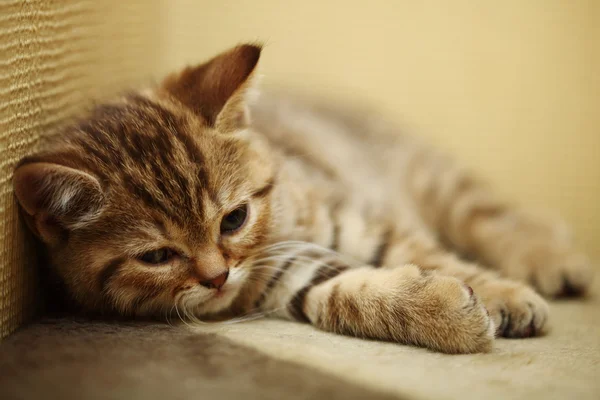 Gato sonolento — Fotografia de Stock