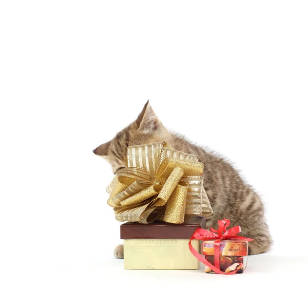 Изолированный кот и подарок — стоковое фото