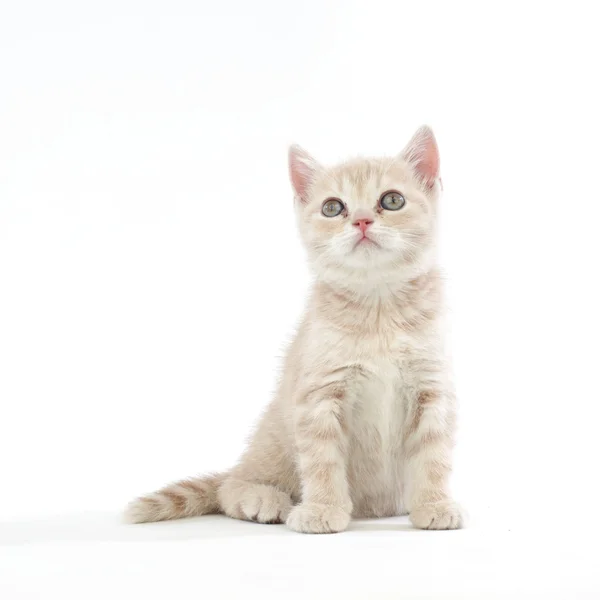 stock image Isolated cat