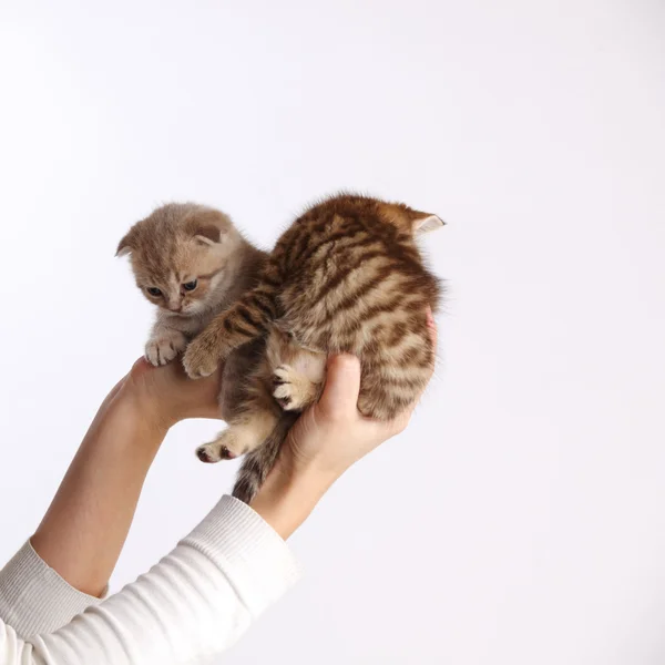 Kat in handen — Stockfoto