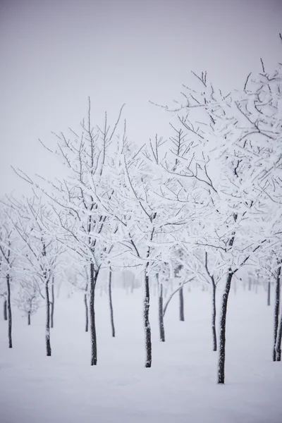 Зимові дерева — стокове фото