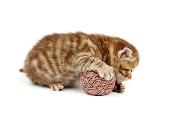 고양이 회색 양모 공 — 스톡 사진
