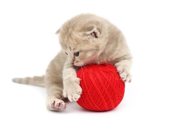 Kedi ve kırmızı yün topu — Stok fotoğraf
