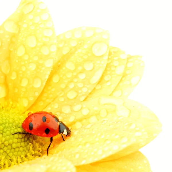 Biedronka na żółtym kwiatku — Zdjęcie stockowe