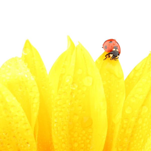 Ladybug on sunflower Stock Picture