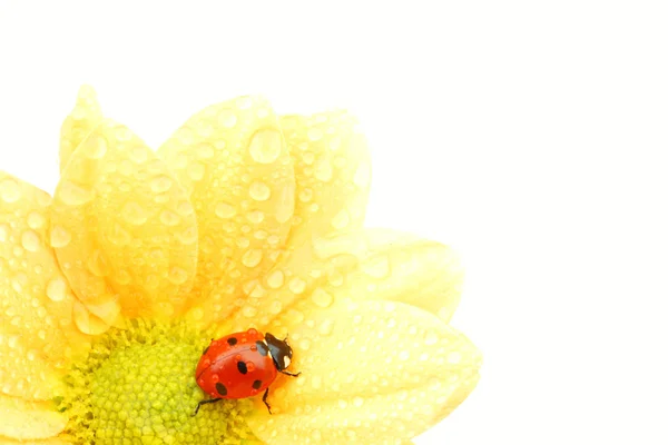 Ladybug on yellow flower Royalty Free Stock Images