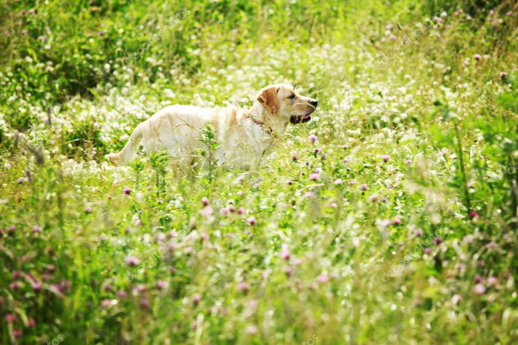 Dog play in grass Stock Photo by ©yellow2j 7473104