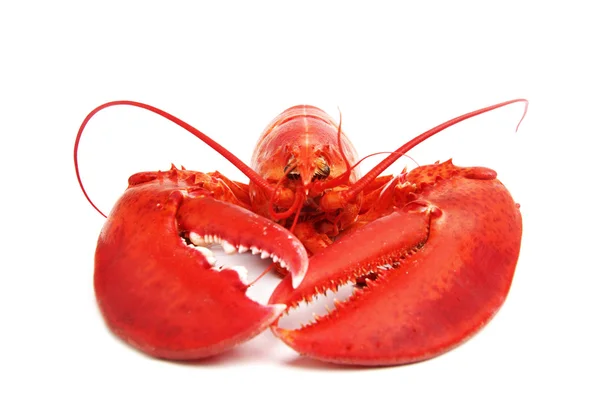 stock image Isolated lobster