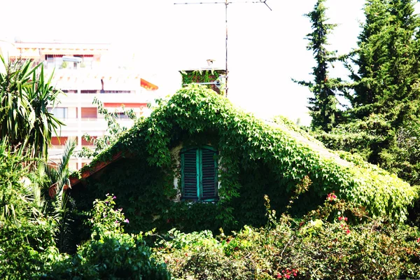Yeşillik penceresi — Stok fotoğraf