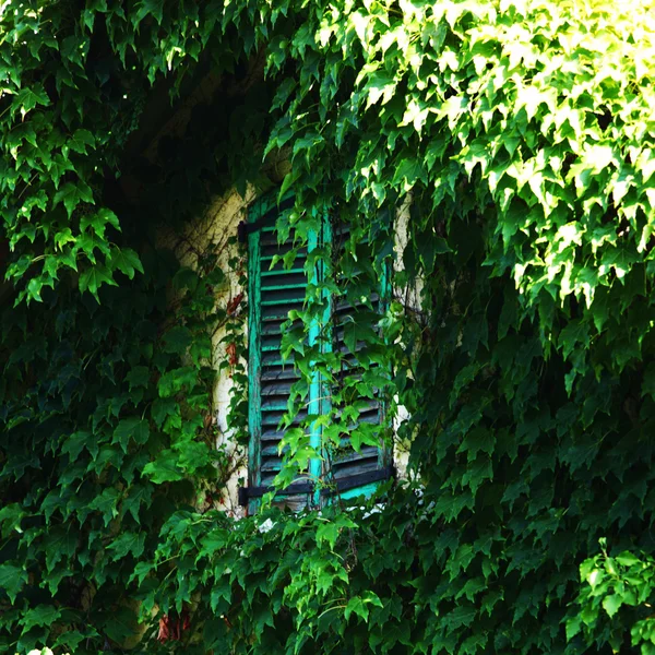 Foliage window — Stock Photo, Image