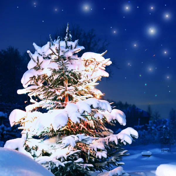Winter pine tree — Stock Photo, Image