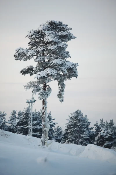 stock image Pine forest