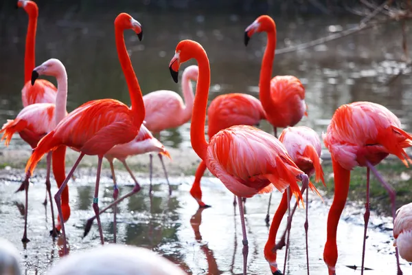 Flamingo —  Fotos de Stock