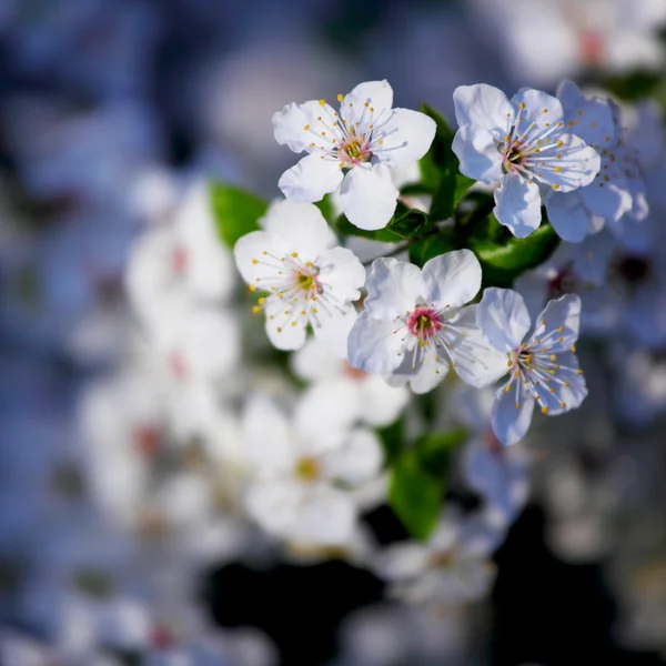 Flori albe — Fotografie, imagine de stoc