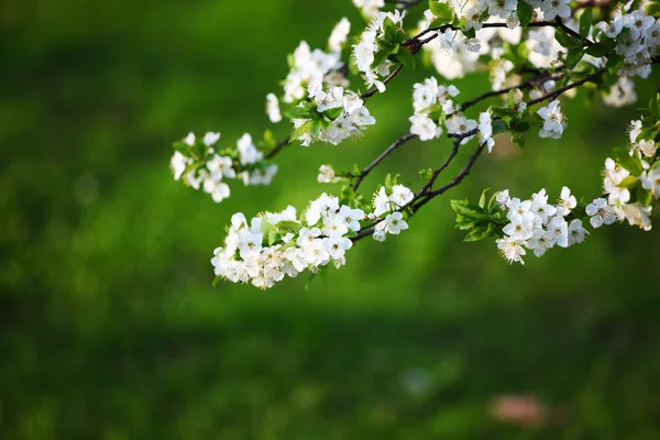 Λευκά λουλούδια — Φωτογραφία Αρχείου