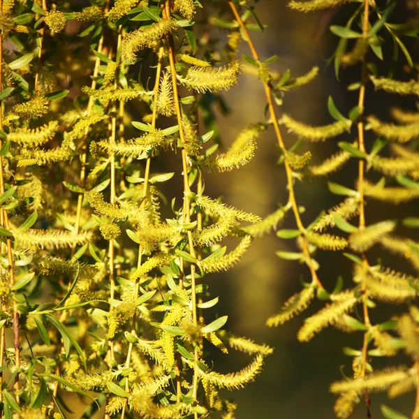 stock image Yellow flower