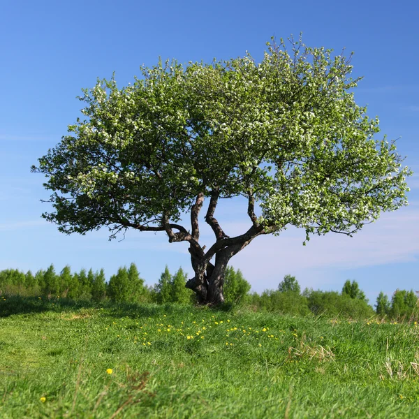 Árvore sozinho — Fotografia de Stock