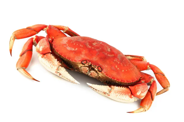 Dungeness crab — Stock Photo, Image