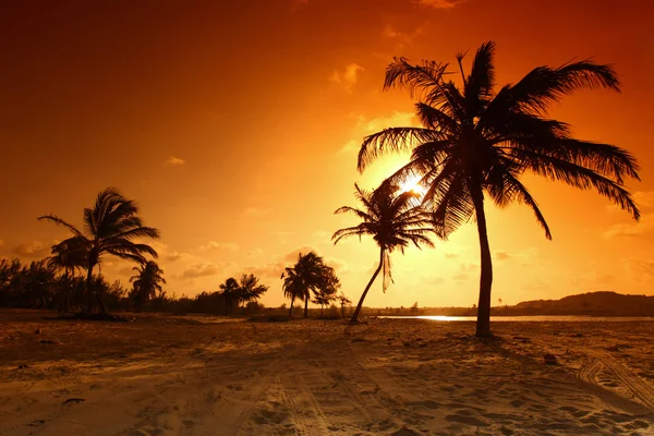 Sunrise palm — Stockfoto