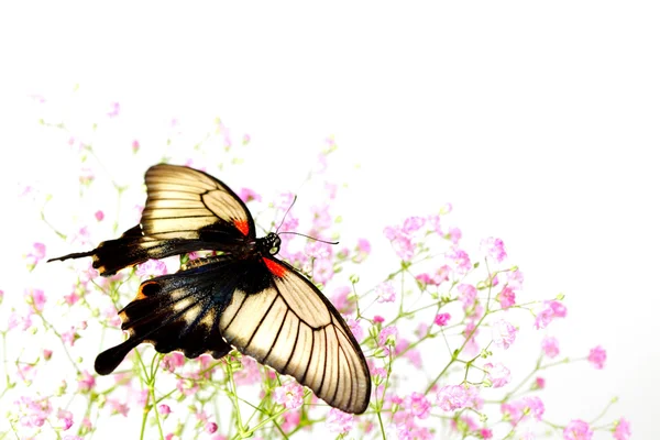 Papilio Lovii — Photo