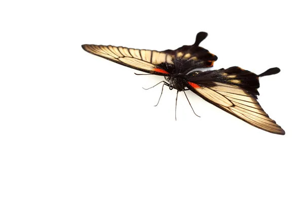 Papilio Lovii — Φωτογραφία Αρχείου