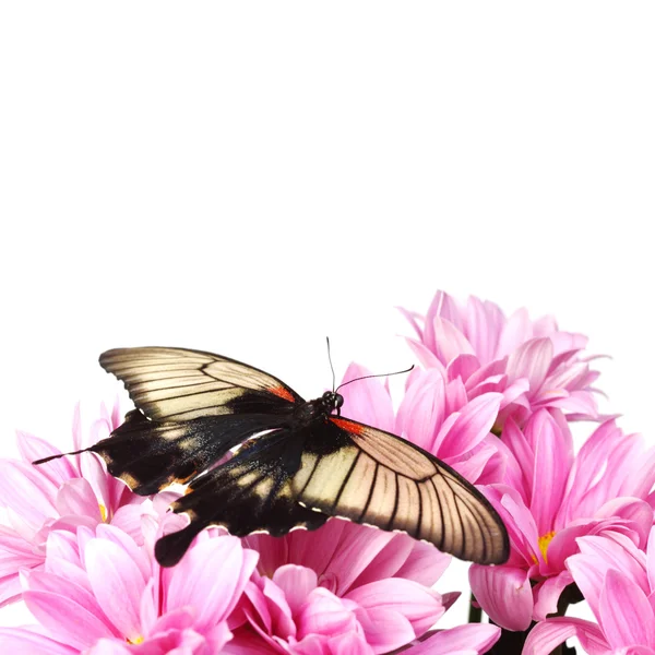 Papilio Lovii — Fotografia de Stock
