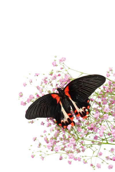 Papilio rumanzovia — Stock Fotó