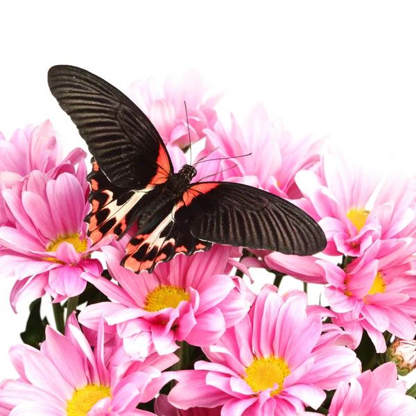 Papilio rumanzovia — Stock Photo, Image