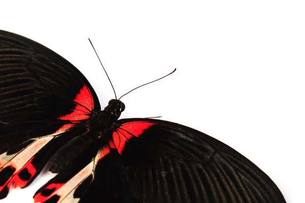 Papilio rumanzovia — Zdjęcie stockowe