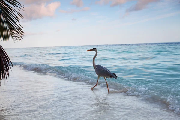 Stork on the ocean — Stock Photo, Image